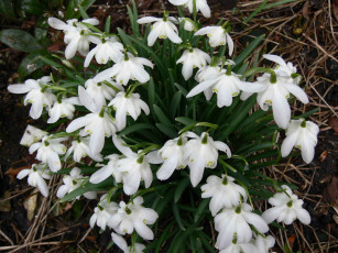 Картинка цветы подснежники белоцветник