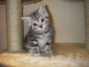 Картинка животные коты котенок