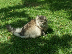 Картинка животные коты пушистый кот