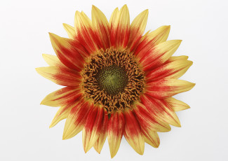 Картинка цветы подсолнухи лепестки фон белый