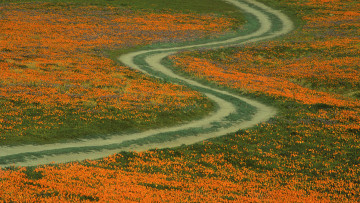 Картинка природа дороги цветы поле