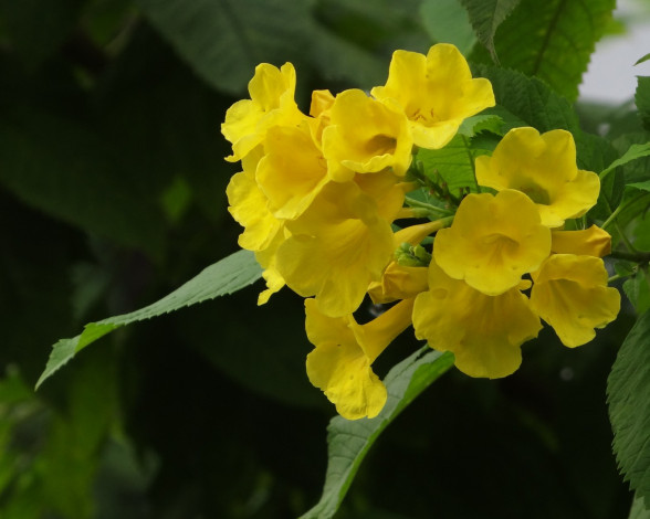 Обои картинки фото цветы, лантана, вербена, жёлтые