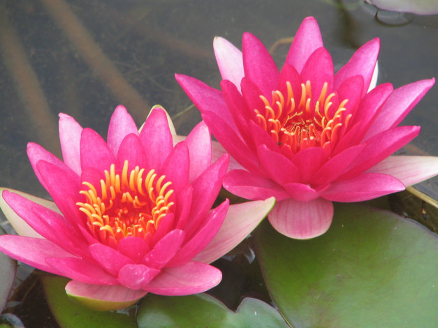 Обои картинки фото цветы, лилии, водяные, нимфеи, кувшинки, вода, лето