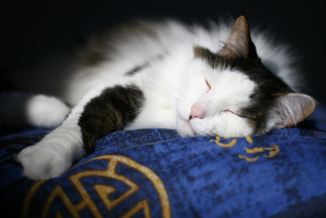 Обои картинки фото животные, коты, спящий, кот