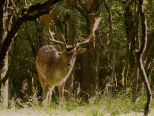 Картинка животные олени лес олень