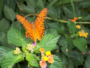 Картинка животные бабочки бабочка