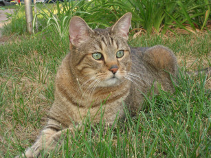 Картинка животные коты кошка