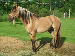 Картинка животные лошади лошадь