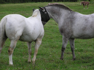 Картинка животные лошади луг