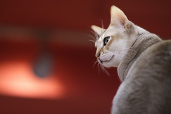 Картинка животные коты взгляд