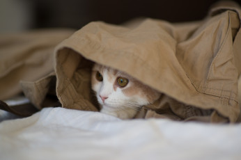 Картинка животные коты benjamin torode hannah котёнок