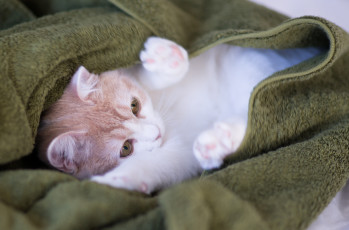 Картинка животные коты benjamin torode котёнок плед hannah