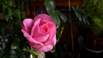 Картинка цветы розы роза