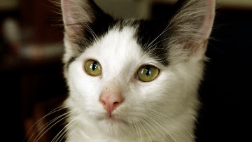 Картинка животные коты глаза уши