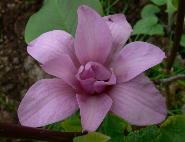 Обои картинки фото цветы, лепестки