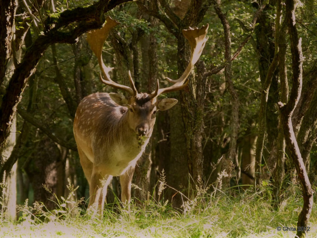 Обои картинки фото животные, олени, лес, олень