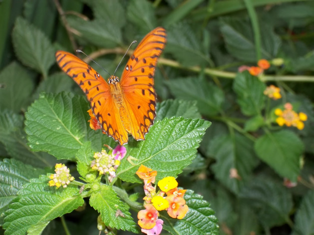 Обои картинки фото животные, бабочки, бабочка