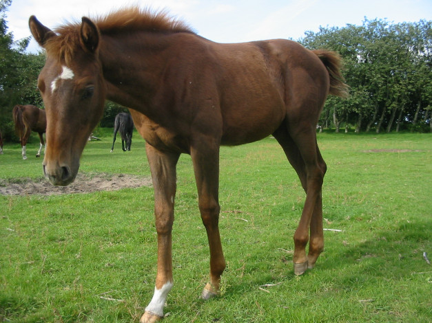 Обои картинки фото животные, лошади, лошадь