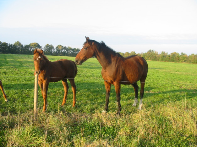 Обои картинки фото животные, лошади, лошадь, луг