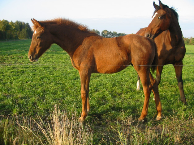 Обои картинки фото животные, лошади, лошадь, луг
