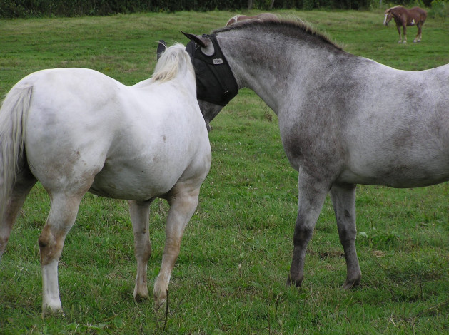 Обои картинки фото животные, лошади, луг