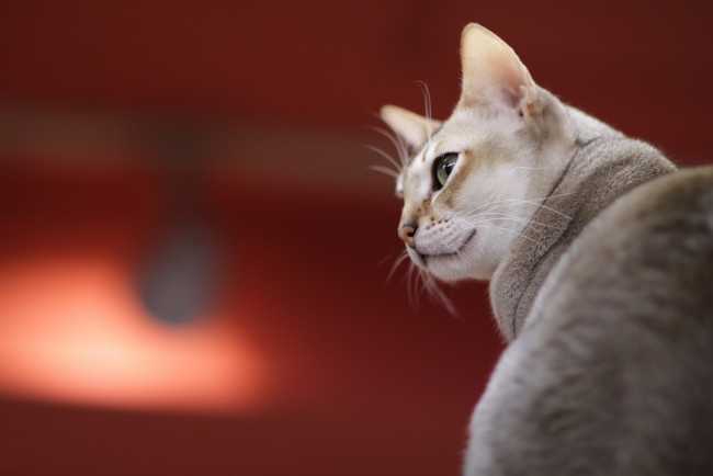 Обои картинки фото животные, коты, взгляд