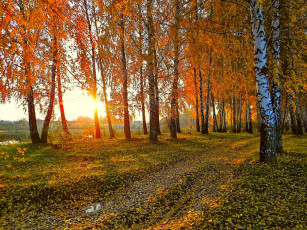 Картинка природа деревья осень поля березы роща тропа