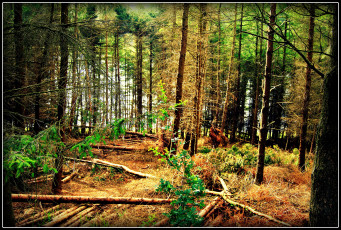 Картинка природа лес ельник стволы бурелом