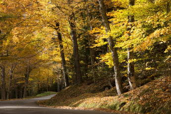 Картинка природа дороги осень дорога лес