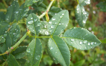 Картинка природа макро росса