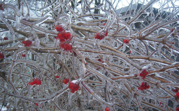 Картинка природа зима