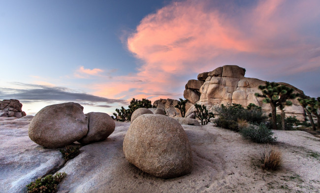 Обои картинки фото природа, пустыни, деревья, пустыня, камни, песок, скала