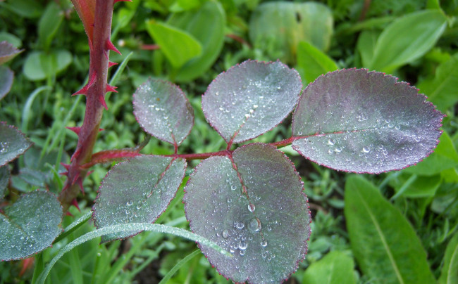 Обои картинки фото природа, листья, росса