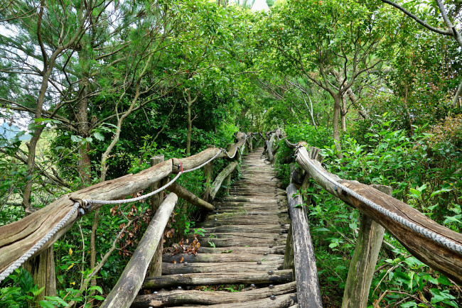 Обои картинки фото природа, дороги, настил, лес, мостик, перила