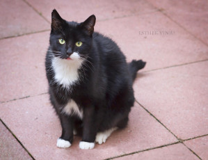 Картинка животные коты киса кошка кот коте взгляд усы ушки жёлтые глаза