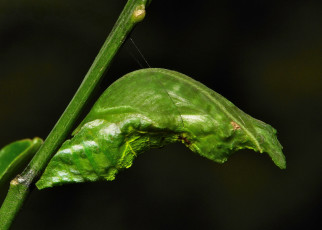 Картинка животные насекомые itchydogimages макро куколка веточка