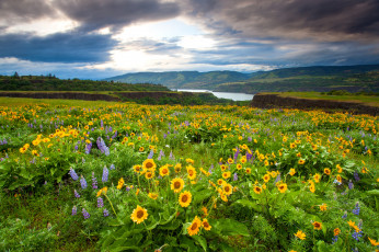 Картинка природа луга луг река цветы трава