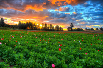 Картинка природа луга трава цветы луг