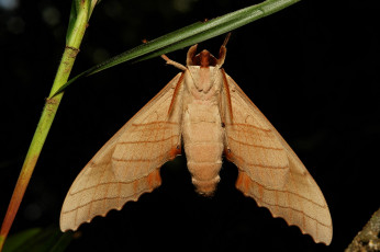 Картинка животные бабочки itchydogimages макро мотылёк крылья