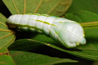 Картинка животные гусеницы itchydogimages макро гусеница лист