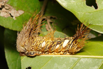 Картинка животные гусеницы itchydogimages макро лист гусеница