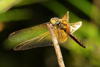 Картинка животные стрекозы itchydogimages макро травинка стрекоза