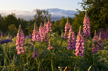 Картинка природа луга лес цветы луг