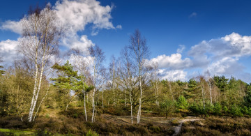 Картинка природа лес облака