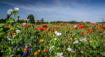 Картинка природа луга цветы трава луг