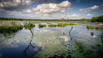 Картинка природа реки озера водоросли облака озеро лес