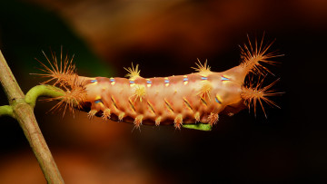 Картинка животные гусеницы itchydogimages макро гусеница лист