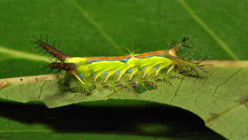 Картинка животные гусеницы itchydogimages макро насекомое лист гусеница необычная