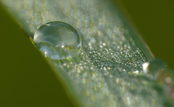 Картинка природа макро травинка капли роса