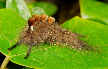 Картинка животные гусеницы itchydogimages макро насекомое лист гусеница необычная